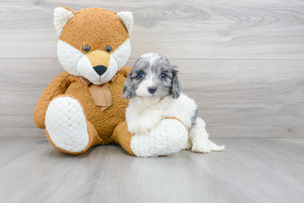 Playful Cavoodle Poodle Mix Puppy