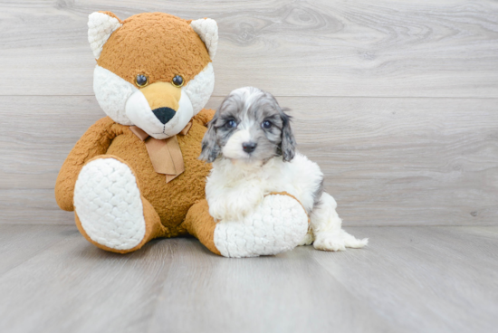 Playful Cavoodle Poodle Mix Puppy