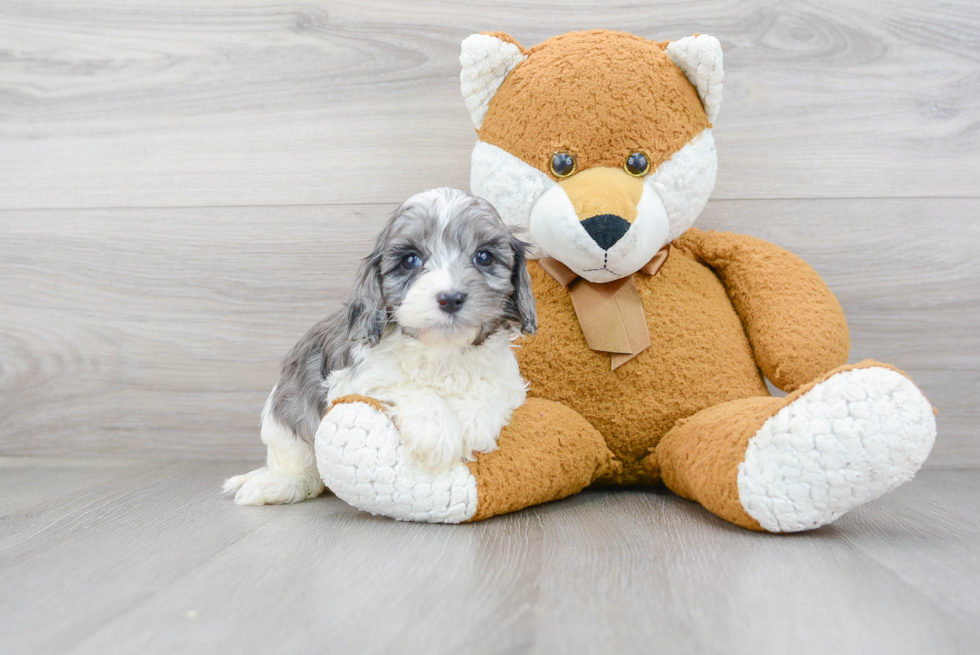 Smart Cavapoo Poodle Mix Pup