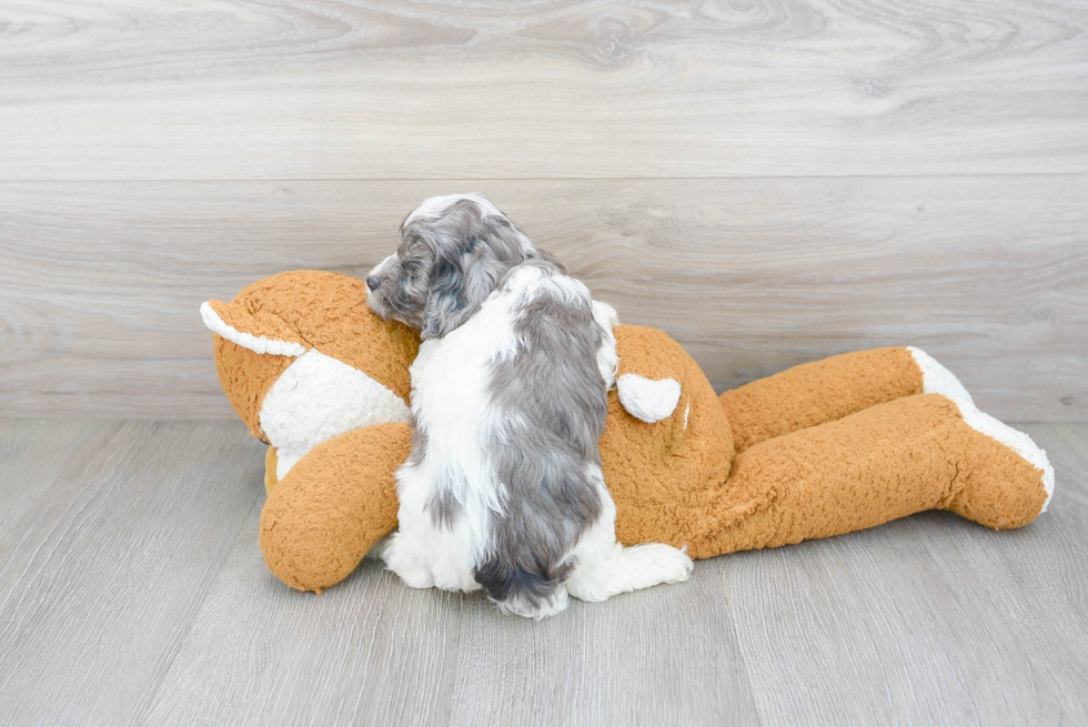 Best Cavapoo Baby