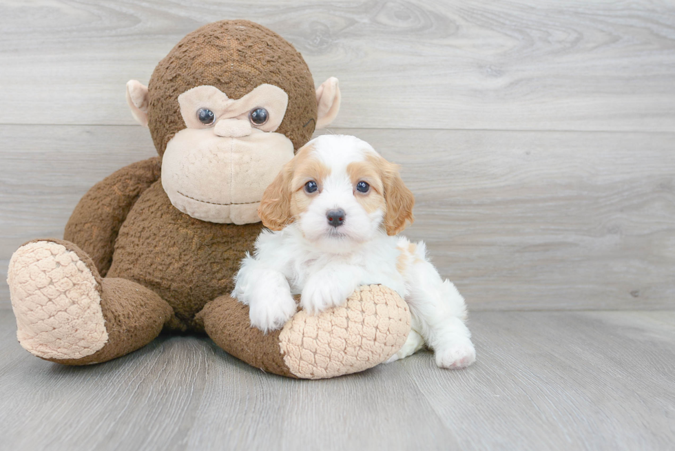 Best Cavapoo Baby