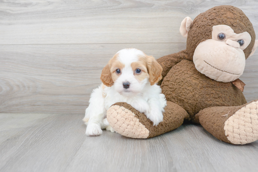 Funny Cavapoo Poodle Mix Pup