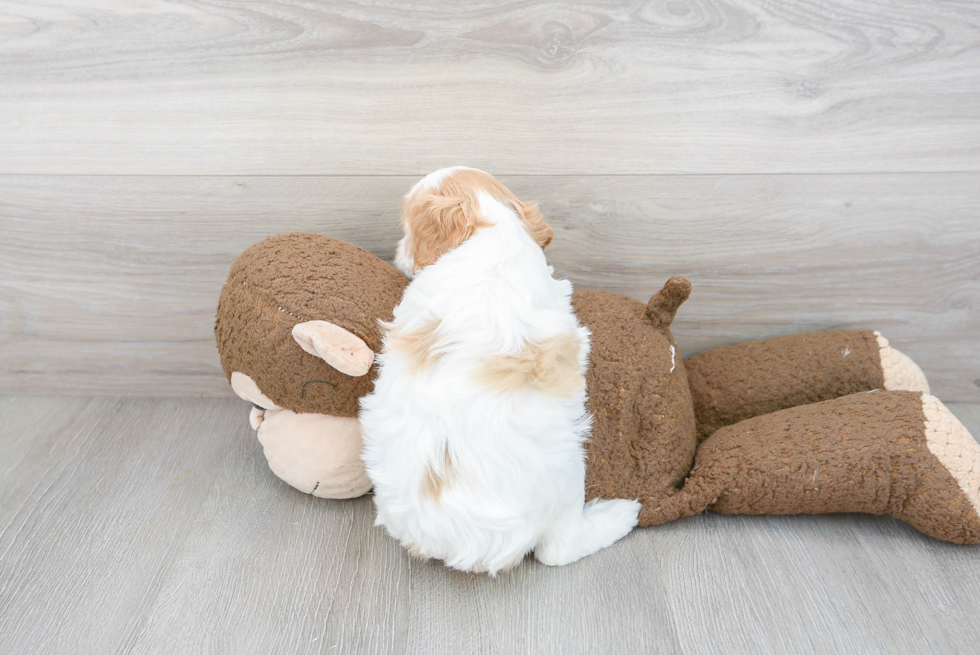 Hypoallergenic Cavoodle Poodle Mix Puppy