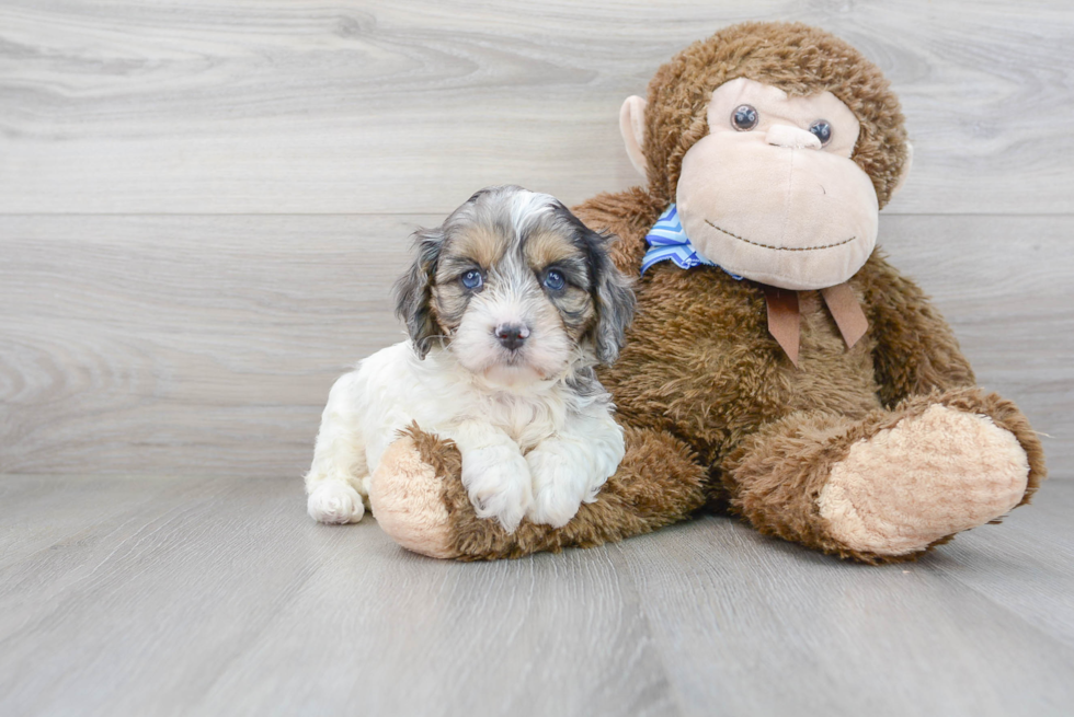 Cavapoo Pup Being Cute