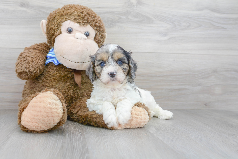 Cavapoo Puppy for Adoption