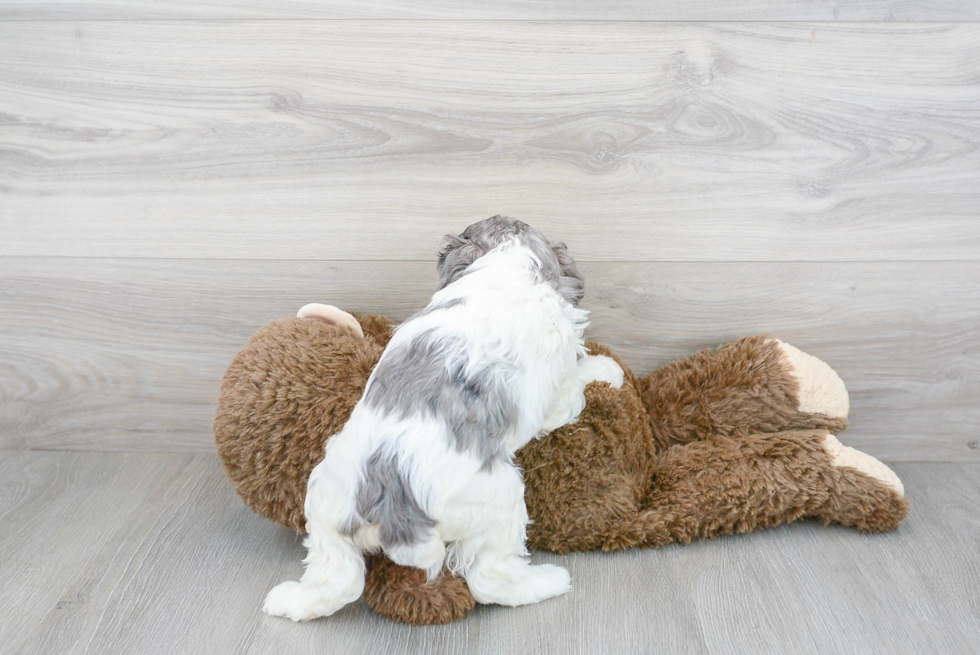 Best Cavapoo Baby