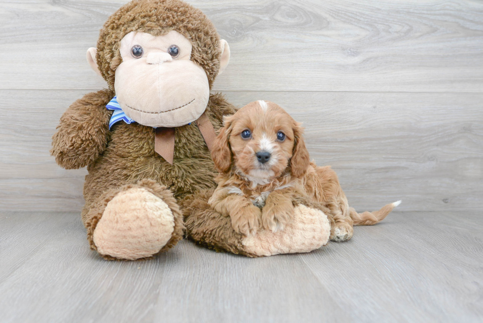 Petite Cavapoo Poodle Mix Pup