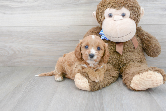 Popular Cavapoo Poodle Mix Pup