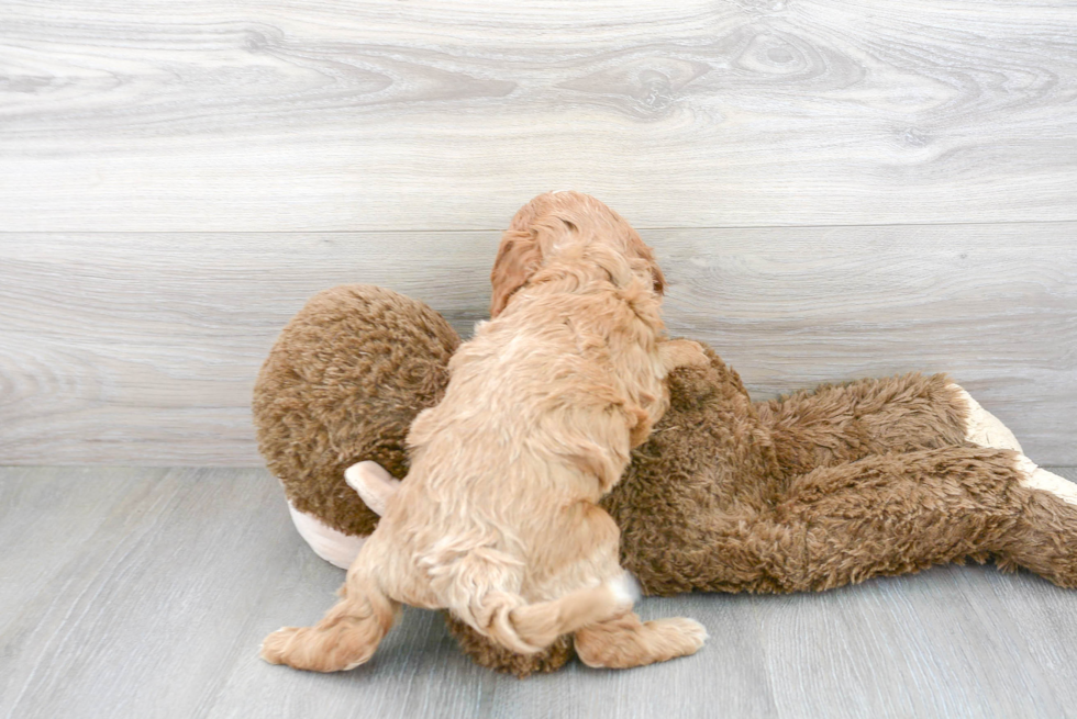 Small Cavapoo Baby