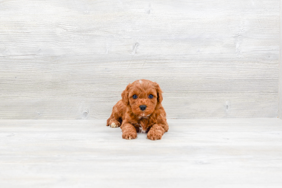 Little Cavoodle Poodle Mix Puppy