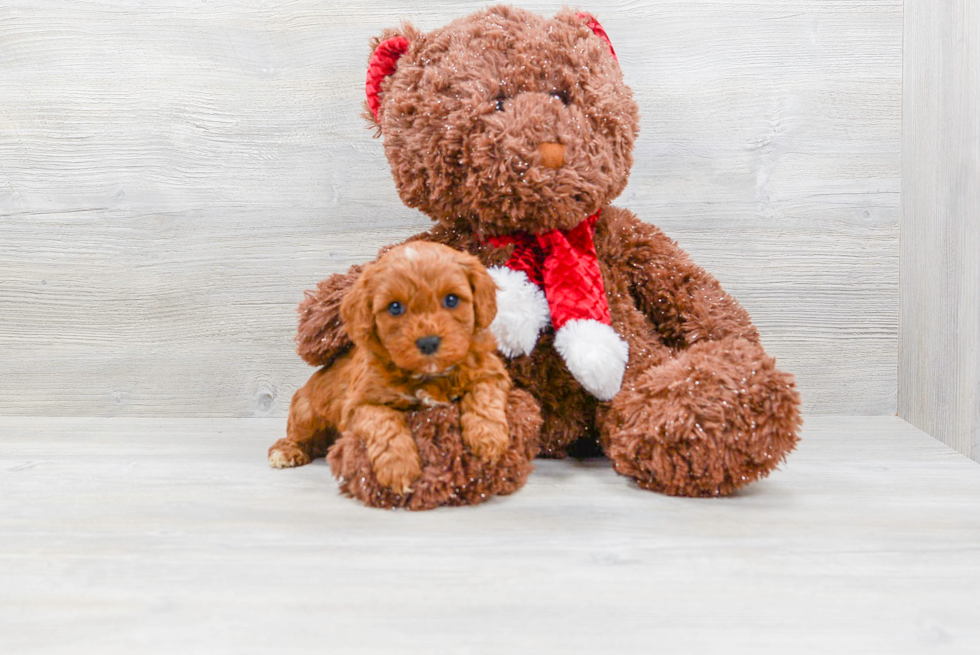 Cavapoo Puppy for Adoption