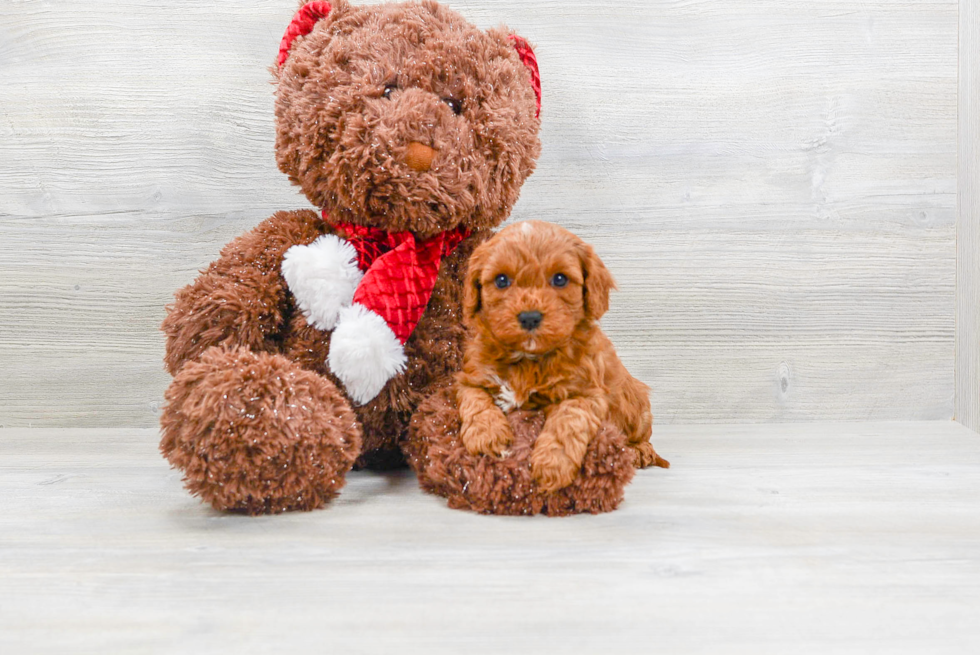 Best Cavapoo Baby