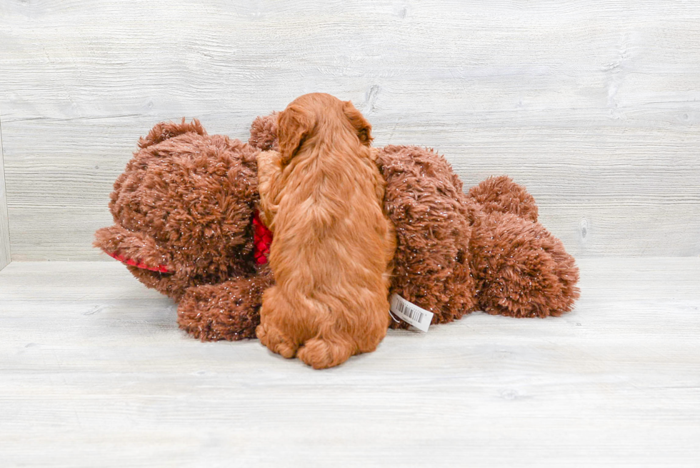 Best Cavapoo Baby