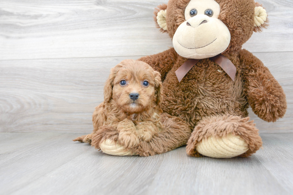 Cute Cavapoo Poodle Mix Pup