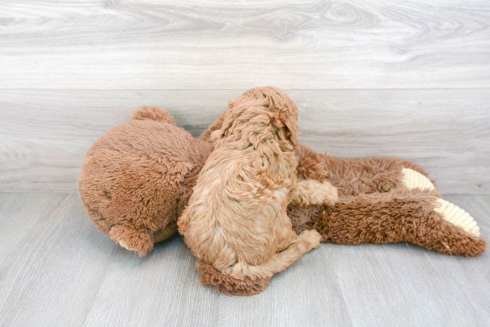 Best Cavapoo Baby