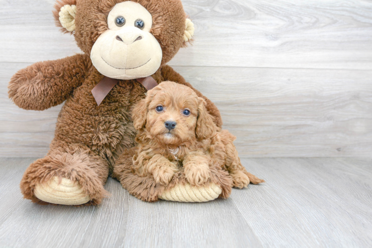 Cavapoo Pup Being Cute