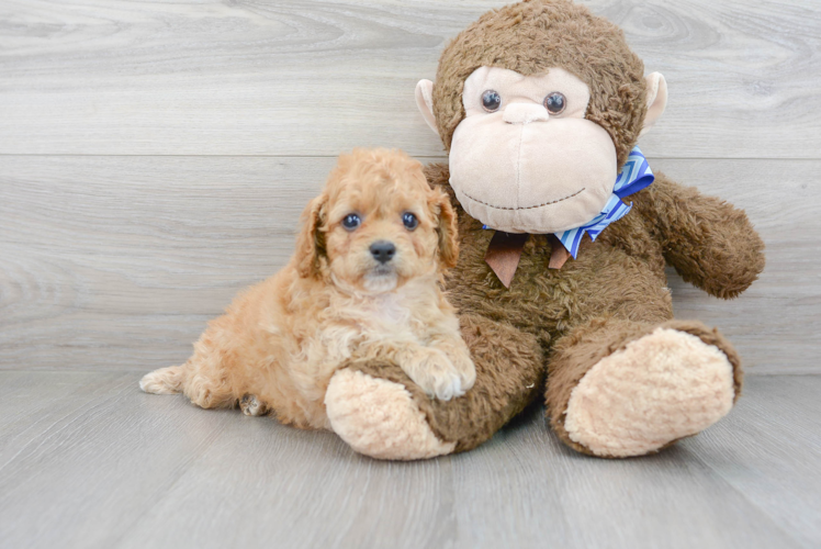 Cavapoo Pup Being Cute