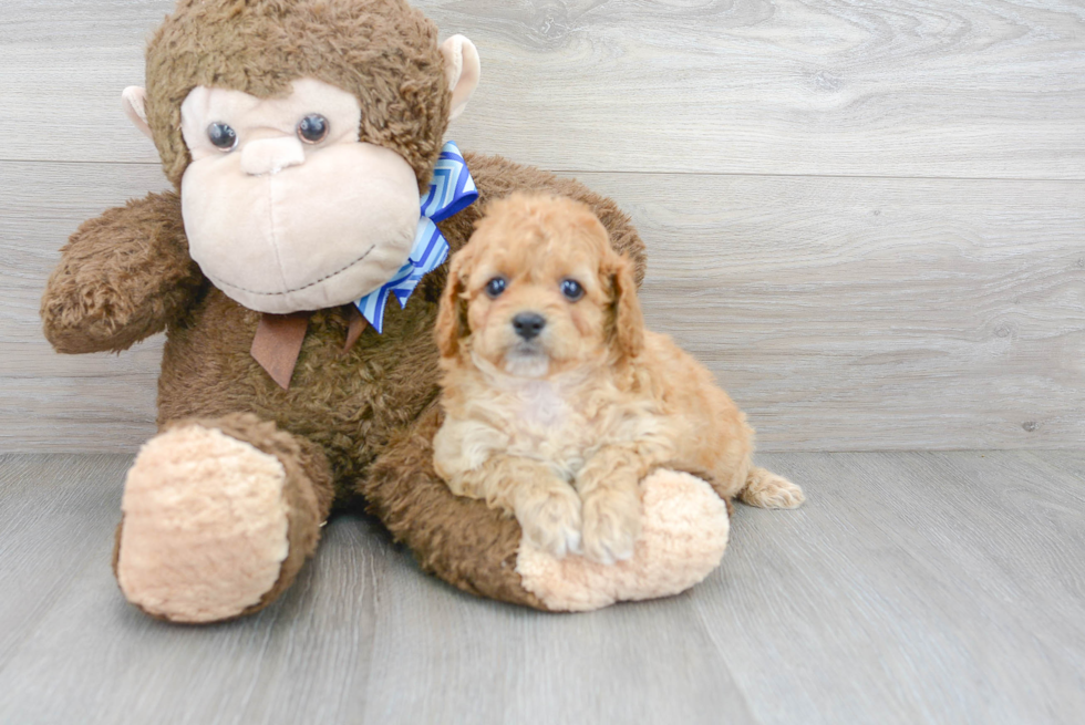 Cavapoo Pup Being Cute