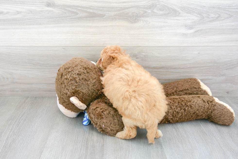 Fluffy Cavapoo Poodle Mix Pup