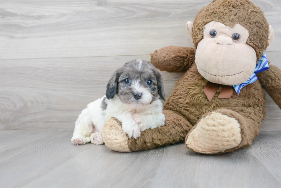 Popular Cavapoo Poodle Mix Pup