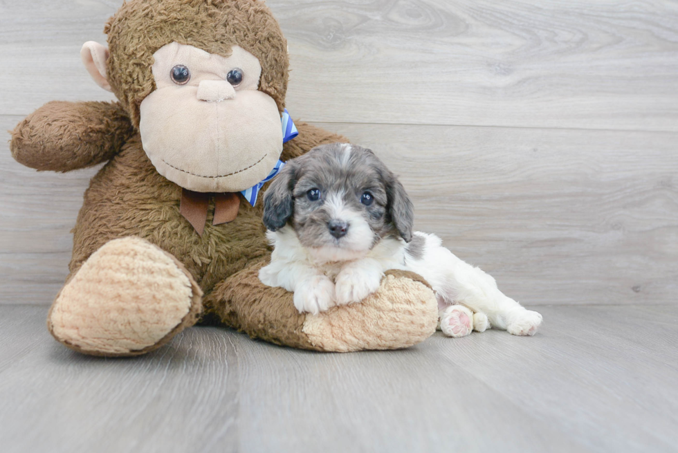 Little Cavoodle Poodle Mix Puppy