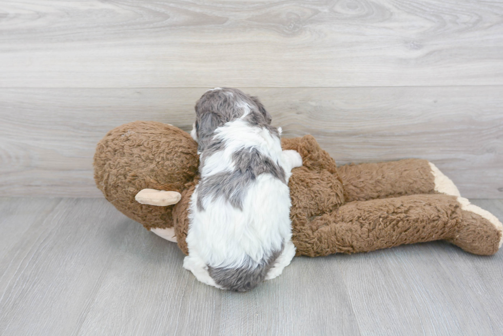 Petite Cavapoo Poodle Mix Pup