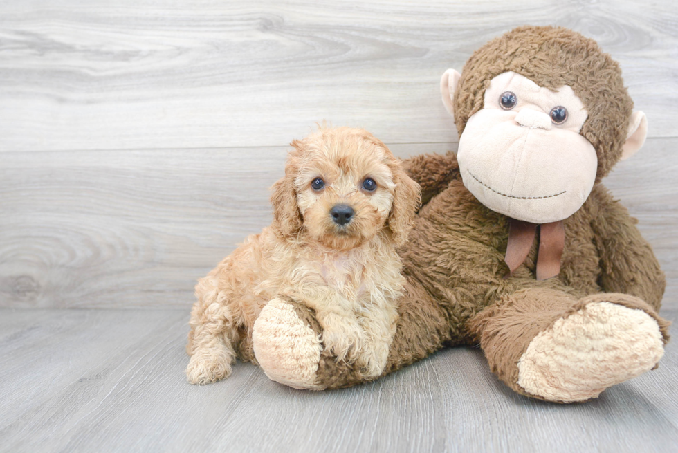 Cute Cavoodle Poodle Mix Puppy