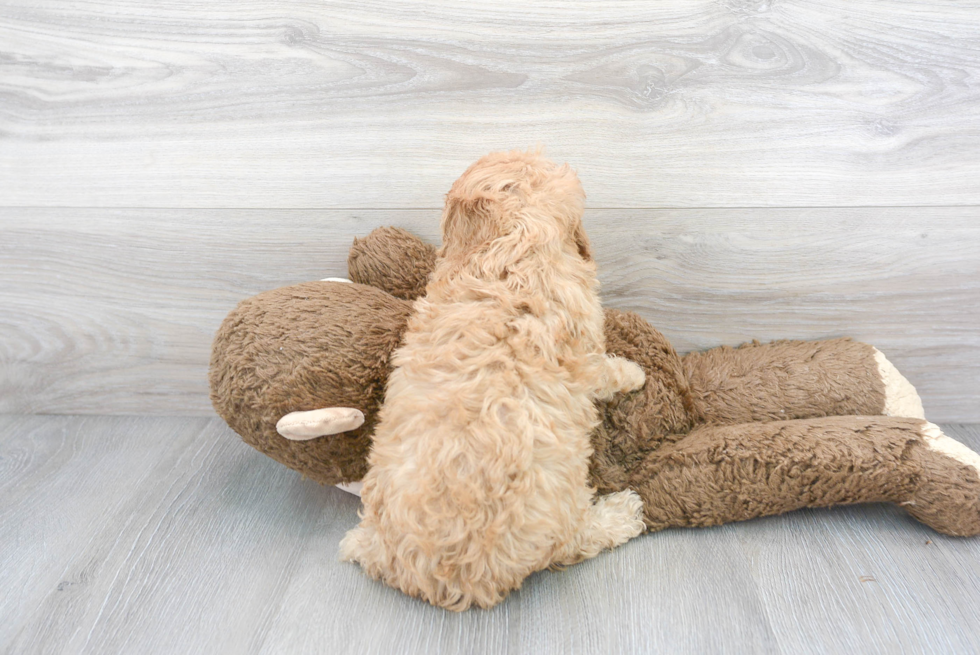 Cute Cavapoo Baby