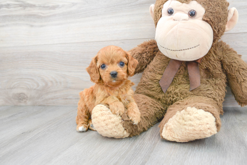 Best Cavapoo Baby