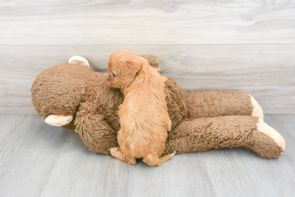 Popular Cavapoo Poodle Mix Pup