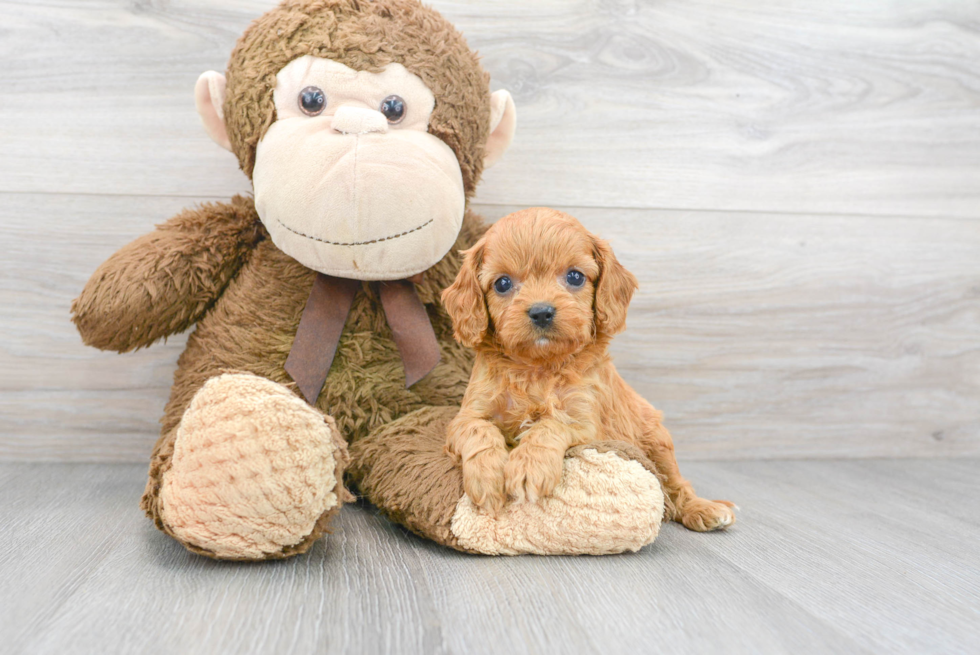 Cavapoo Puppy for Adoption