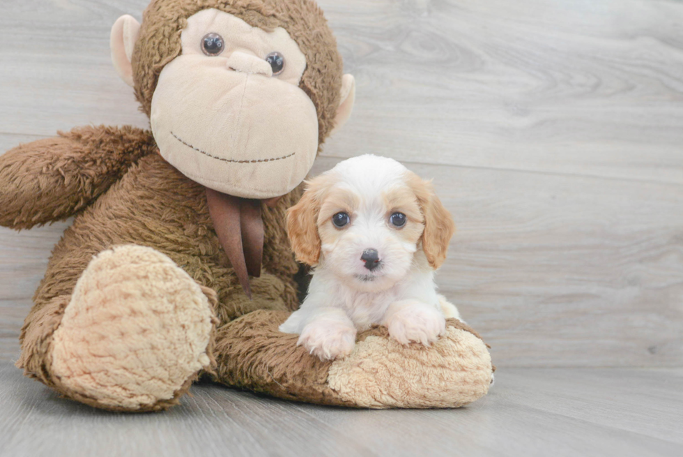 Cavapoo Pup Being Cute