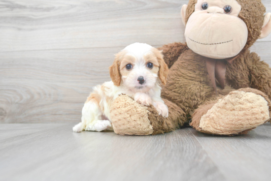 Best Cavapoo Baby