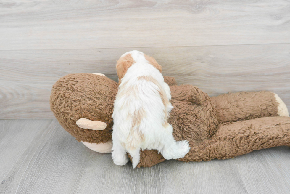 Smart Cavapoo Poodle Mix Pup