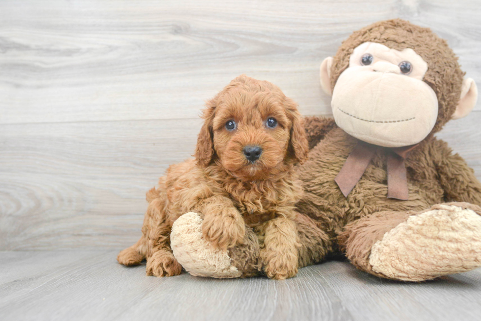 Small Cavapoo Baby