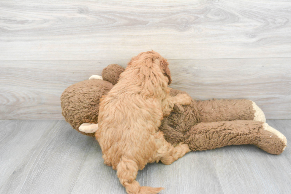 Fluffy Cavapoo Poodle Mix Pup