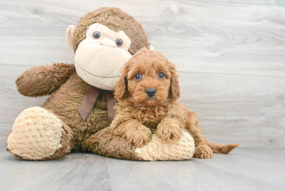 Popular Cavapoo Poodle Mix Pup