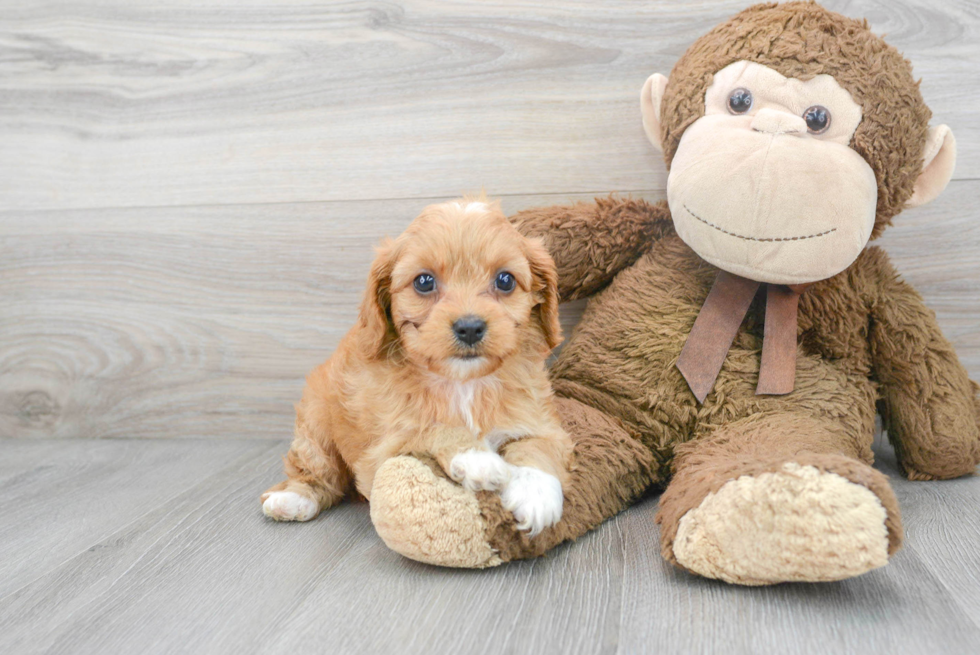 Smart Cavapoo Poodle Mix Pup