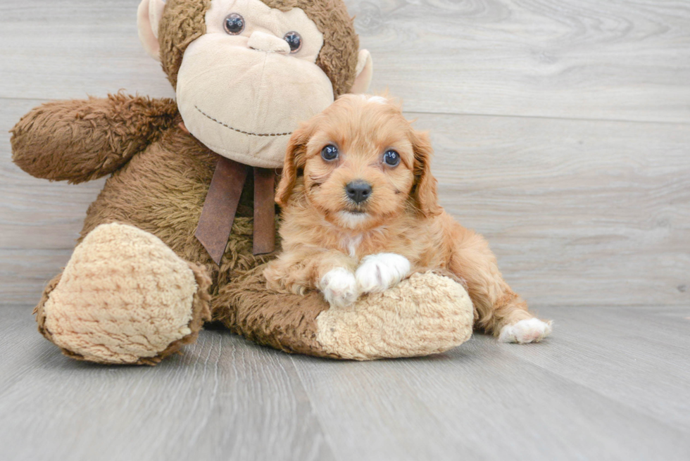 Little Cavoodle Poodle Mix Puppy