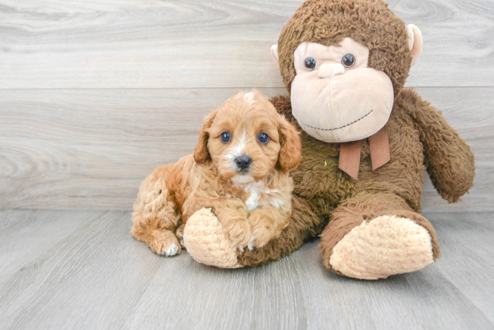 Popular Cavapoo Poodle Mix Pup