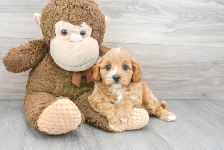 Cute Cavapoo Baby