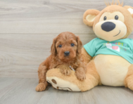 9 week old Cavapoo Puppy For Sale - Premier Pups