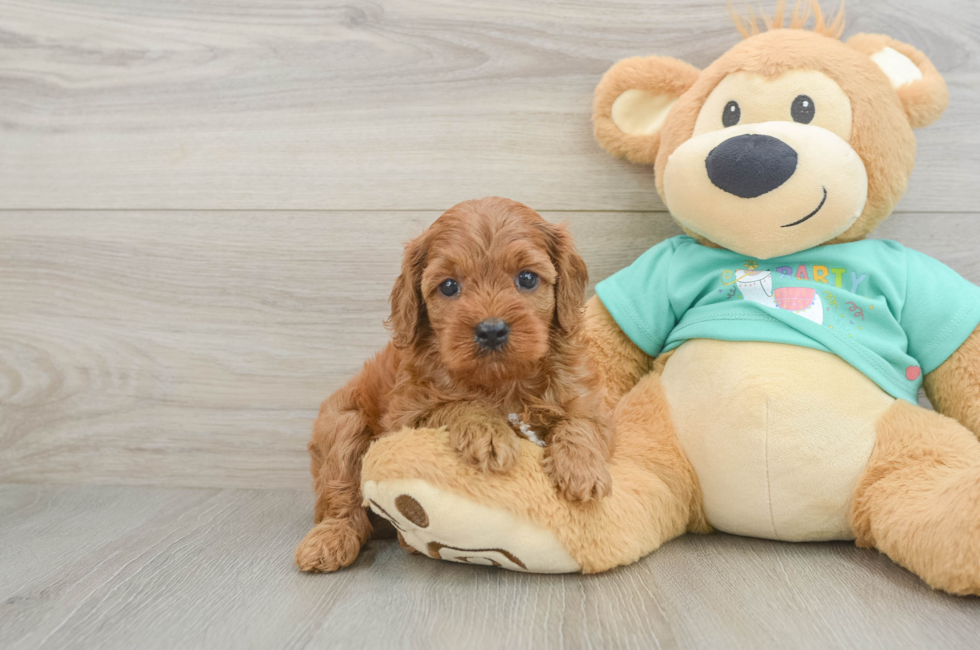 6 week old Cavapoo Puppy For Sale - Premier Pups