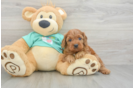 Best Cavapoo Baby