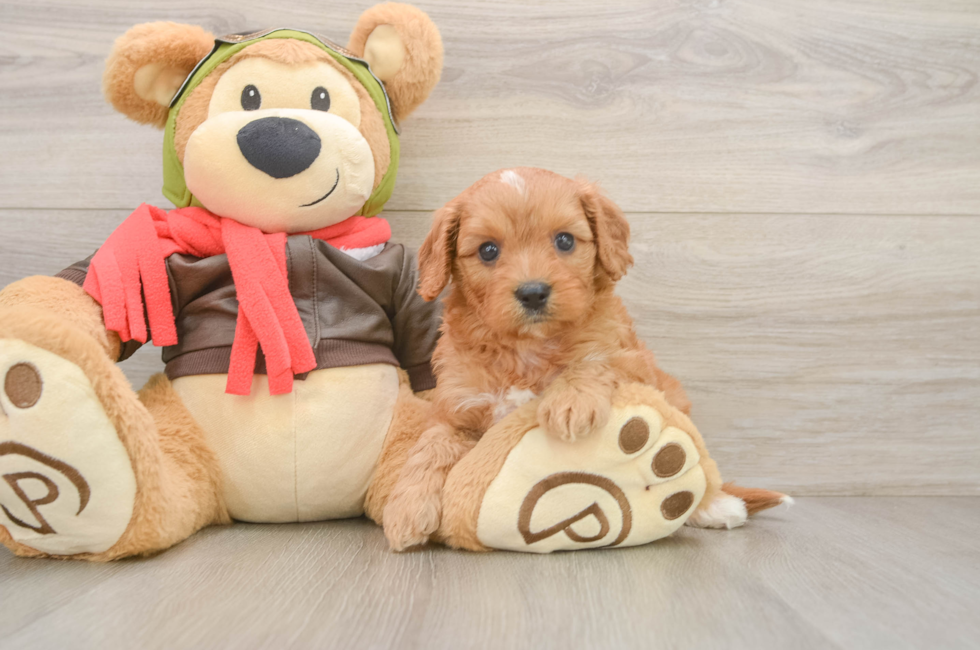 5 week old Cavapoo Puppy For Sale - Premier Pups