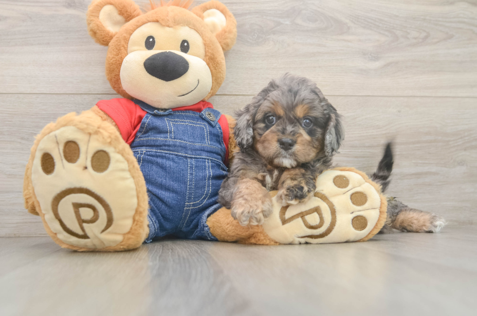 5 week old Cavapoo Puppy For Sale - Premier Pups