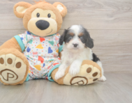8 week old Cavapoo Puppy For Sale - Premier Pups