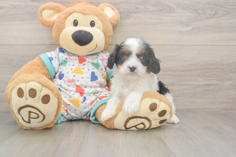 Cavapoo Puppy for Adoption