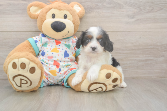 Cavapoo Puppy for Adoption