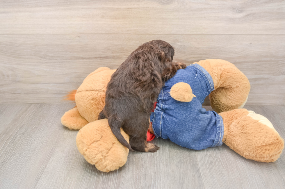 Fluffy Cavapoo Poodle Mix Pup